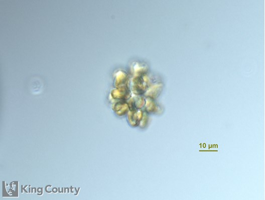 Photo of Corymbellus aureus